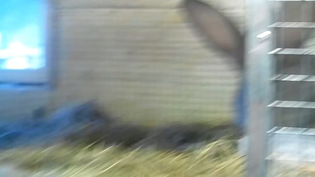 Мои ризены)) смотреть онлайн