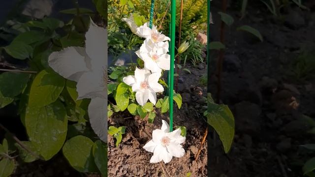 Клематис Фую-Но-Таби- японский сорт смотреть онлайн