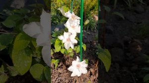 Клематис Фую-Но-Таби- японский сорт