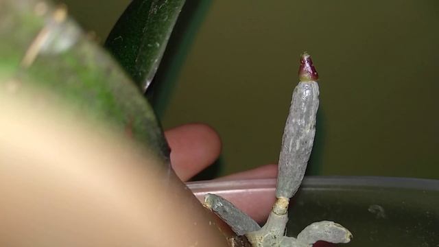 ПОЧАЩЕ орхидеи ОРОШАЙТЕ! корни ШИКУЮТ! листья ШЕЛКОВЫЕ! ПРОСТЕЙШИЙ полив орхидеи ПО ЛИСТУ! смотреть онлайн