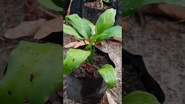 Tanaman hias lili perdamaian I Spathiphyllum