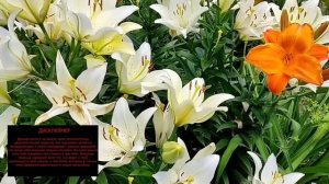 Шиндр мындр Миллионерша продолжает Цирк Сестра  Ушла с Ютуб ради жизни матери