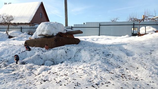 снегири