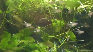 Рыбки белый орнатус и неоны. Харациновые.