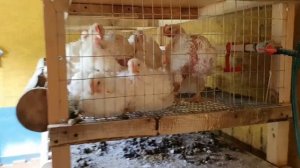 Утро 74/31/13-е. Вес бройлера в месяц. Выращивание бройлеров росс 708.