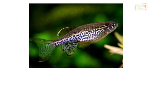 Учим виды рыб (часть 4) \ карточки Домана\ Learning Fish species (part 4)\ Doman cards смотреть онлайн