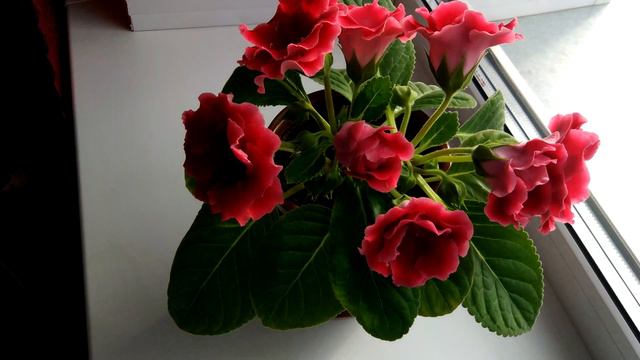 Глоксиния цветёт Time-Lapse - Gloxinia blooms