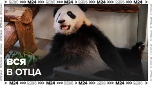 Панда Катюша стала копировать повадки своего отца Жуи - Москва 24