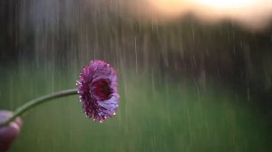 beautiful flower in rainy day 😍