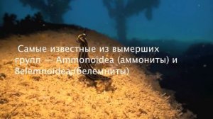 Головоногие Моллюски