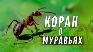 Что в Коране говорится о муравьях