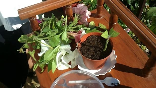 7.Пример размножения петуний, сурфиний черенками смотреть онлайн