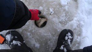 Тестирую Подледный Фидер!