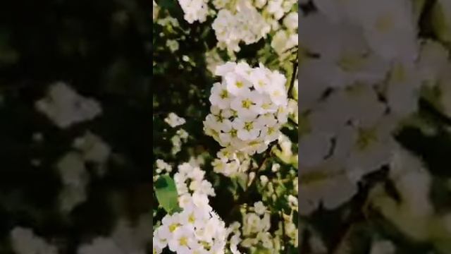 🌹ПРЕКРАСНОГО НАСТРОЕНИЯ💃 смотреть онлайн