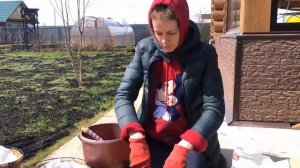 Высаживаю ПЕТУНИИ в кокосовые кашпо. Быстро и просто!