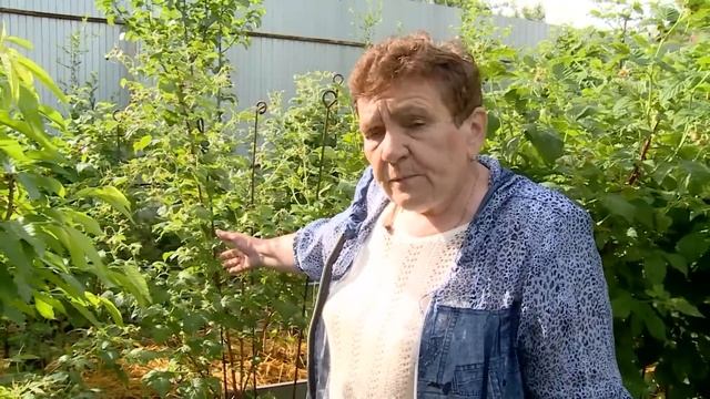 План работ с малиной.  Подкормки, формировка, обработки смотреть онлайн