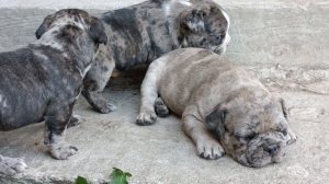 французкие бульдоги ,1 месяц/ french bulldog puppies