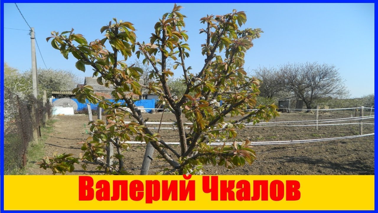 Черешня Валерий Чкалов обзор сорта