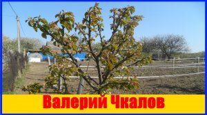 Черешня Валерий Чкалов обзор сорта