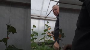 Степлер для подвязки растений. Первая проба!