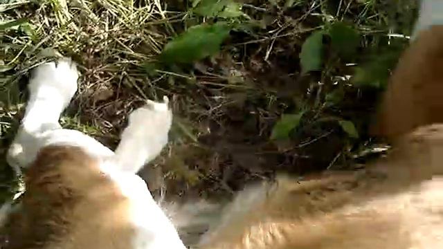 В лесу. смотреть онлайн