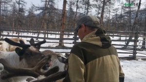 Три часа из жизни оленевода Василия. Стадо. Себян- кюель. Якутия.