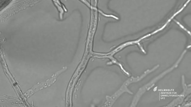 Bacteria on the 'Fungal Highway': Pseudomonas putida moving along hyphae of Cunninghamella elegans смотреть онлайн