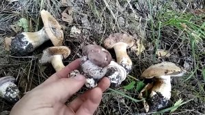 Определение, возможно паутинник или рядовка?