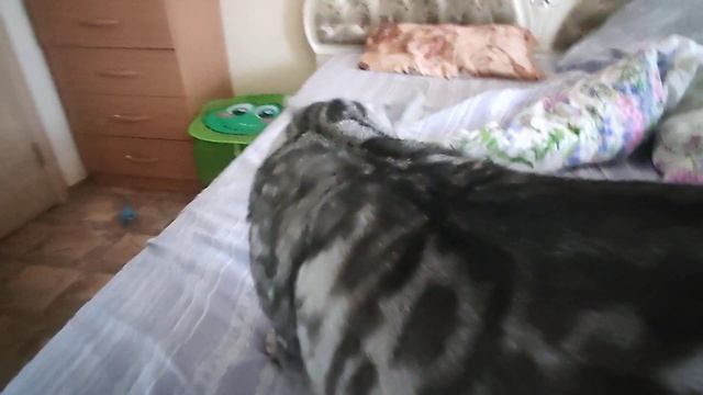 трек Гоши (корм Вискас) смотреть онлайн