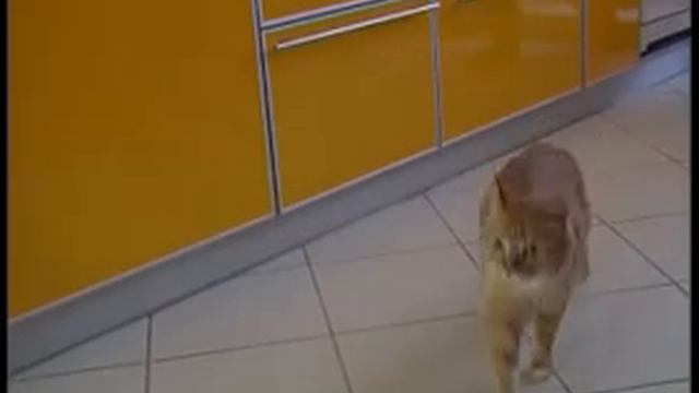 Выберите себе кота - квартиру подберём мы!
