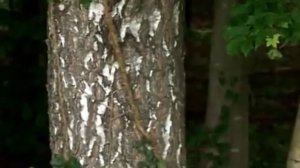 Беловежская пуща