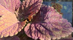 Эта декоративная крапива украсит вашу квартиру и сад.???