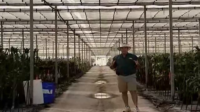 Dracaena Jade & Green Jewel Cane Sets.avi смотреть онлайн