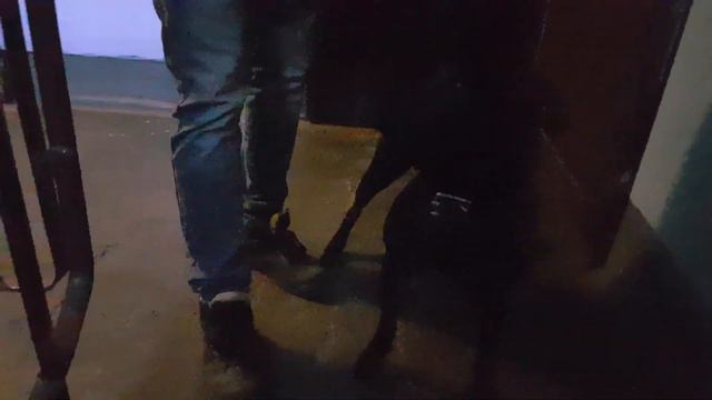 Питбуль!!! Tехника безопасности смотреть онлайн