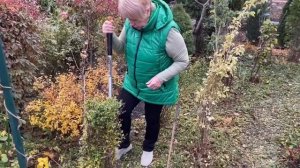 Как правильно пересадить взрослый куст осенью?