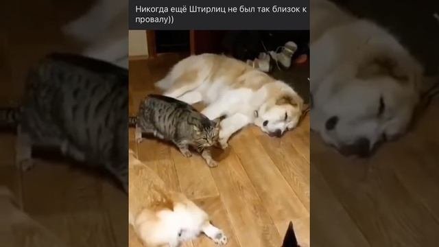 Штирлиц