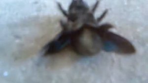 Гигантская муха