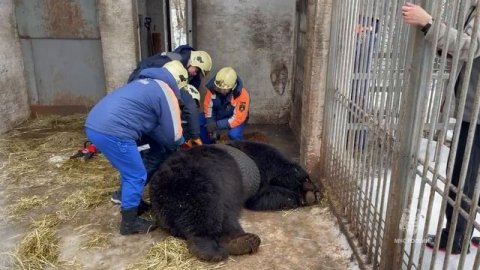 Подмосковный медведь Фёдор поиграл с автомобильной покрышкой и застрял в ней