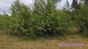 КВАДРОЦИКЛ РОСОМАХА Первая поездка тест драйв Личный отзыв и впечатления ХОЗЯИН БЕЗДОРОЖЬЯ.