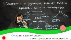 Функции нервной системы и ее структурных компонентов. 7 класс.