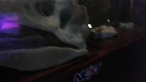 Мир динозавров диназавры