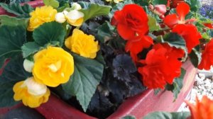 Цветы Однолетние которые Цветут все ЛЕТО?на даче Обзор Красоты