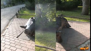 Городской парк города Саратова