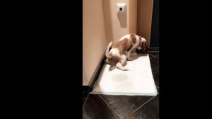 Приучение щенка к туалету