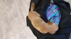 Чихуахуа Лёля встречает сумку