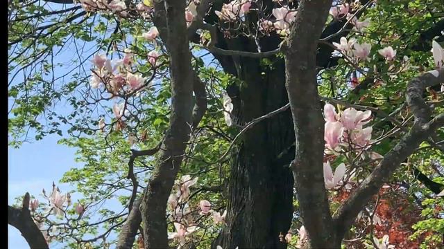 THIS WILL HELP YOU RELAX ! Relaxation video with magnolia trees in bloom! #relaxingvideos #relax