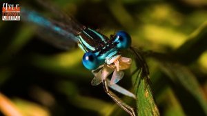 Стрекоза сожрала мошку на обед.