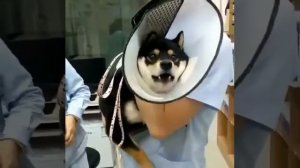 Собака боится уколов