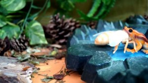 ГЛУПАЯ МУХА! БЕРЕГИСЬ, ПАУКИ!!!Динозавры.Для детей.Видео игрушки