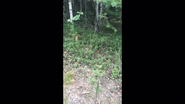 Встреча с белкой. Белка возвращалка))) Белочка. смотреть онлайн